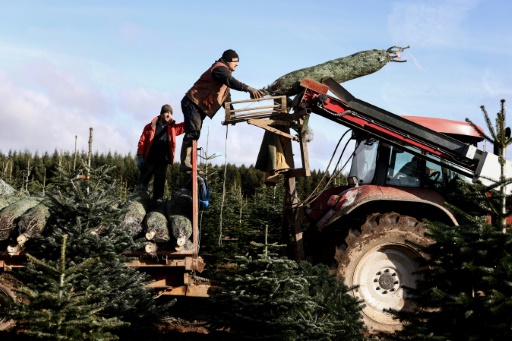 Belgian Christmas tree growers grapple with price spikes