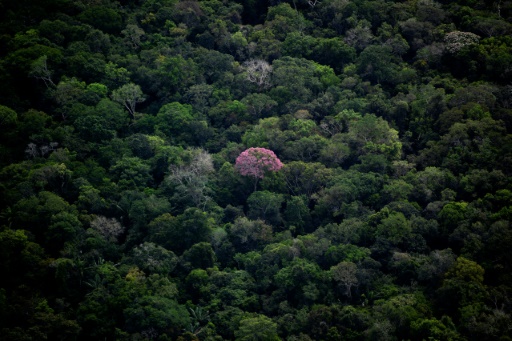 UN biodiversity talks open, billed as 'last chance' for nature