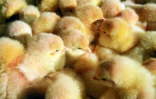 France fails to end culling of male chicks