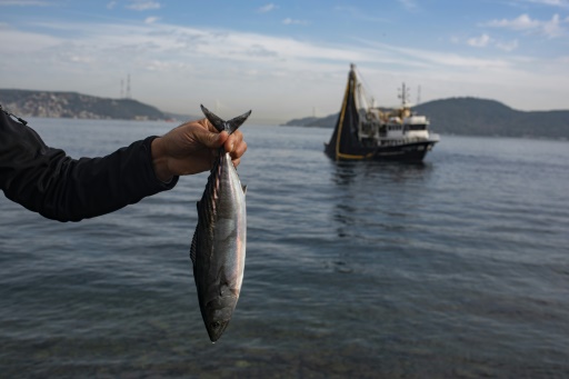 'Where are the mackerel?' Alarm as Bosphorus fish stocks crash