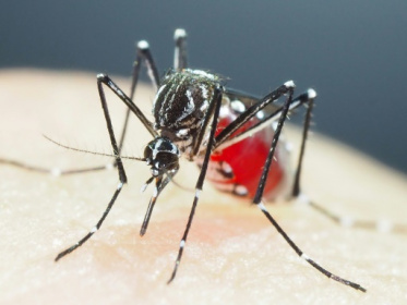 Super-resistant mosquitoes in Asia pose growing threat.jpg