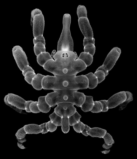 Sea spiders can regrow body parts, not just limbs: study