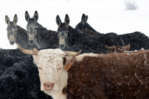 Ranchers battle wolves in Colorado wilds as reintroduction looms