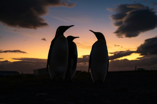Satellite mapping finds new colony of Emperor penguins