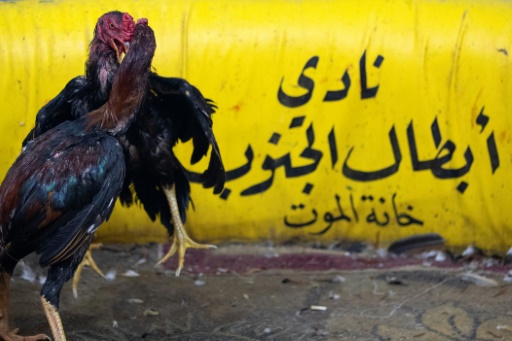 Cockfighting still a popular blood sport in southern Iraq