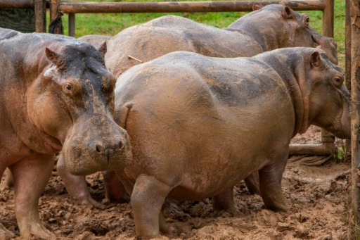 Colombia hopes to remove dead drug lord's hippos.