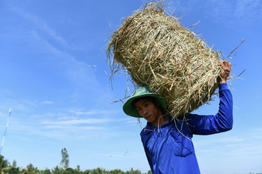 How Vietnam is trying to stop rice warming the planet