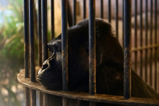 No freedom on the horizon for Bangkok 'mall gorilla'