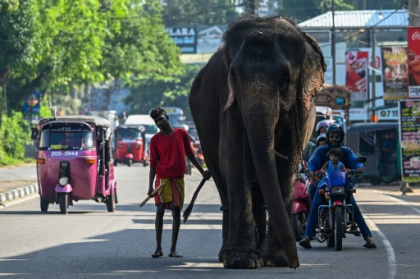 Sri Lanka bans single-use plastics to save elephants.jpg