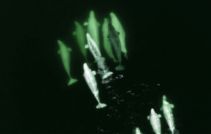 Narwhals' climate-vulnerable winter feeding crucial for survival.jpg