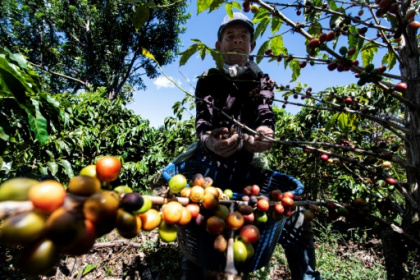 Coffee harvest plunges amid Central American exodus.jpg