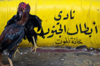 Cockfighting still a popular blood sport in southern Iraq.jpg