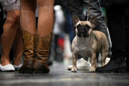 French Bulldogs topple Labradors as most popular US breed.jpg