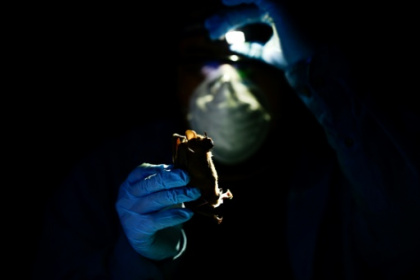 In Mexican jungle, scientists prepare for future pandemics.jpg