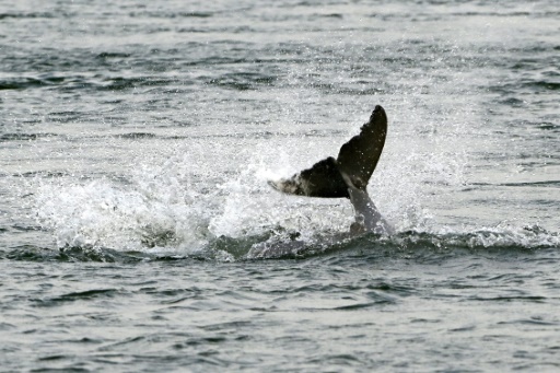 Cambodian leader U-turns on rare dolphin conservation law