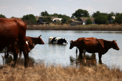 Devastation reigns one month on from Ukraine dam flood