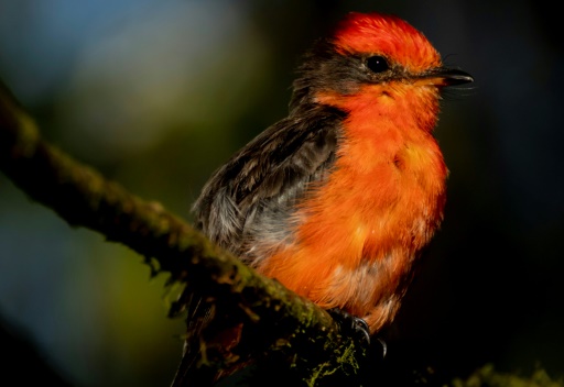 On Galapagos Islands, Darwin's flycatcher makes a tiny comeback