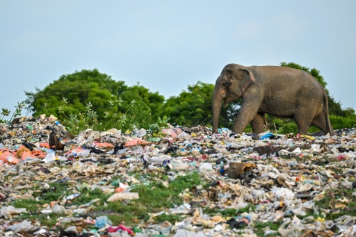 Jumbo problem: Sri Lanka's battle with plastic pollution