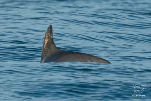 Vaquitas still exist, but barely: sea 'panda' survey