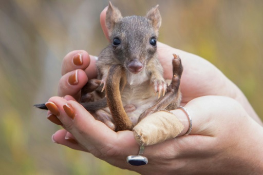 'Mini kangaroos' hop back in South Australia