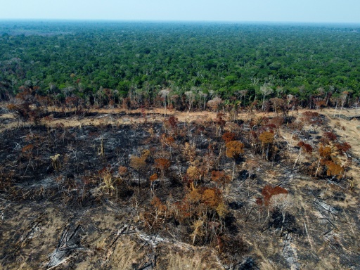 Football pitch of tropical forest lost every 5 seconds