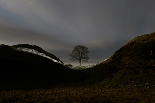 Teen arrested after UK Hadrian's Wall 'Robin Hood tree' cut down