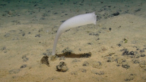 Deep ocean targeted for mining is rich in unknown life