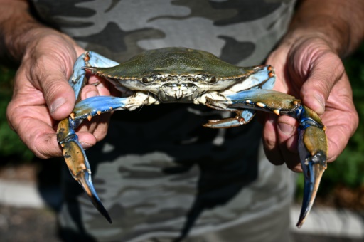 Invasive species a growing and costly threat, key report to find