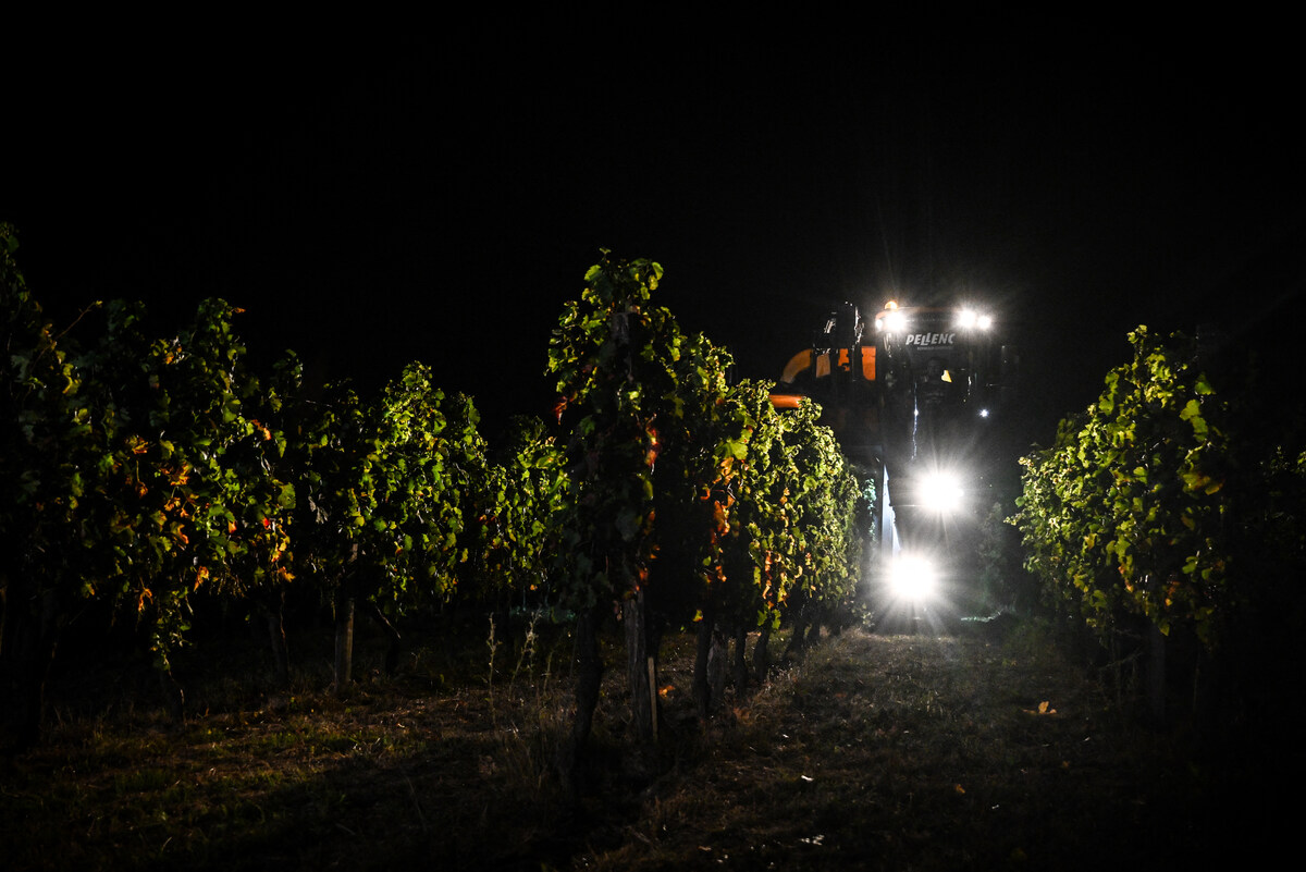 Climate change pushes Bordeaux winemakers to harvest at night