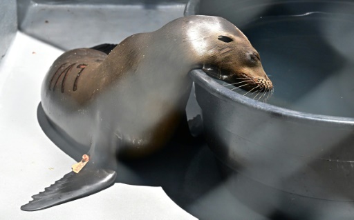 Marine animal poisonings overwhelm California volunteers