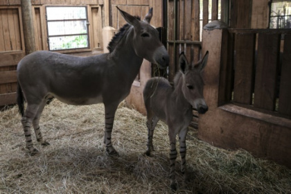 Rare Somali wild ass born in Chile zoo.jpg