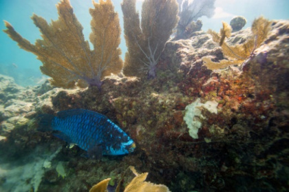 Florida ocean temperature topped 100F, setting potential record.jpg