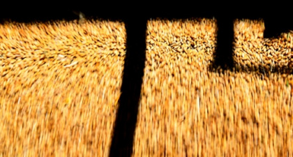 China to remove tariffs on Australian barley as ties improve.jpg