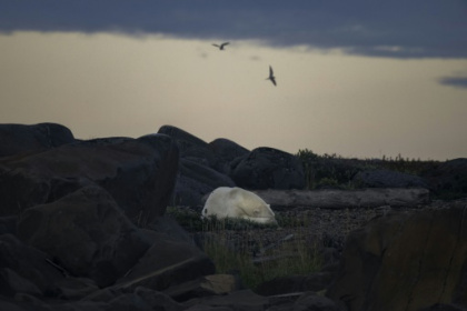 Study quantifies link between greenhouse gases, polar bear survival.jpg