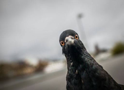 Police arrest Japan taxi driver after running over pigeon