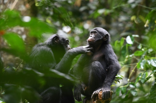 Good neighbors: Bonobo study offers clues into early human alliances