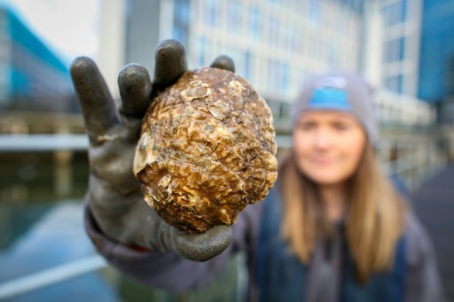 Native oysters return to Belfast after a century's absence