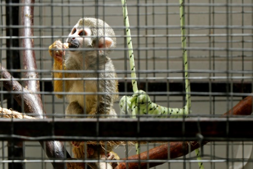 Like Escobar, Ecuador's drug lords build 'narco-zoos'