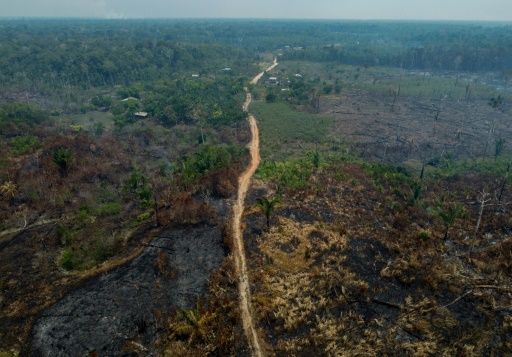 Deforestation in Brazilian Amazon down 22% in a year