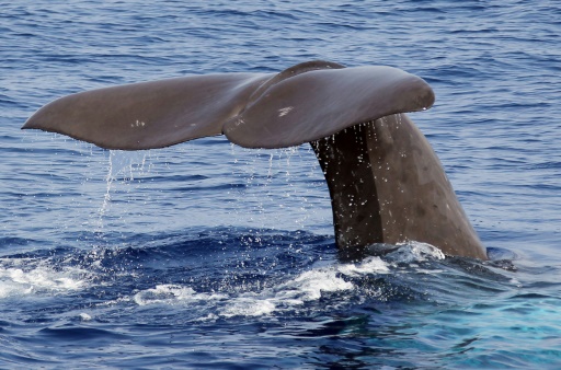Dominica to create world's first sperm whale reserve