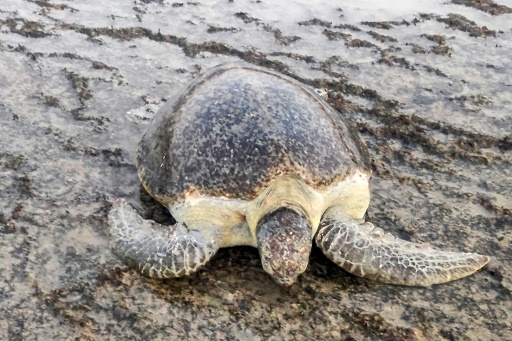 Warming beaches threaten Yemen sea turtles' future