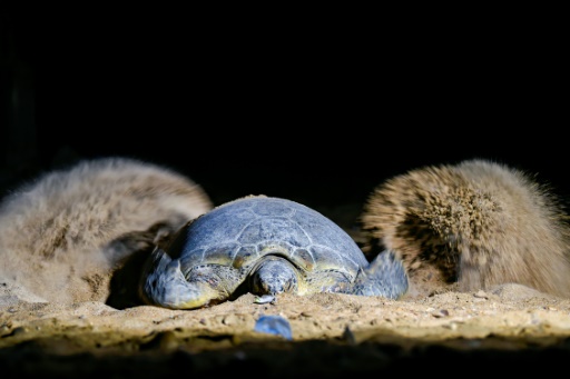Green turtles fight to survive against Pakistan's urban sprawl