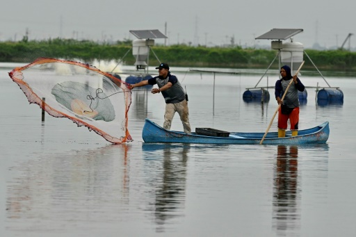 Heists at sea: Shrimp bandits terrorize Ecuador farmers