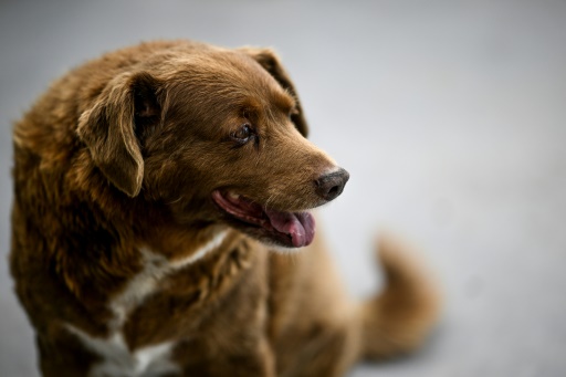 Bobi, known as the oldest dog in the world, dies aged 31.