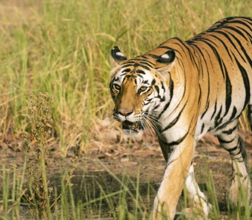 AI of the tiger: Tiny camera 'protects' predator -- and people