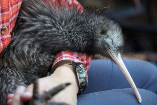 New Zealand store pulls kiwi chew toys after conservation backlash