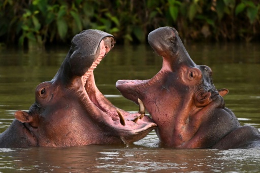 Colombia to cull some of Pablo Escobar's hippos