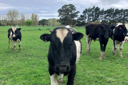 Burp tax causes pre-poll stink with New Zealand farmers.jpg