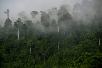 World 'failing' on pledge to stop deforestation by 2030.jpg