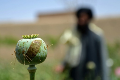 Poppy growth down 95% in Afghanistan since Taliban ban.jpg